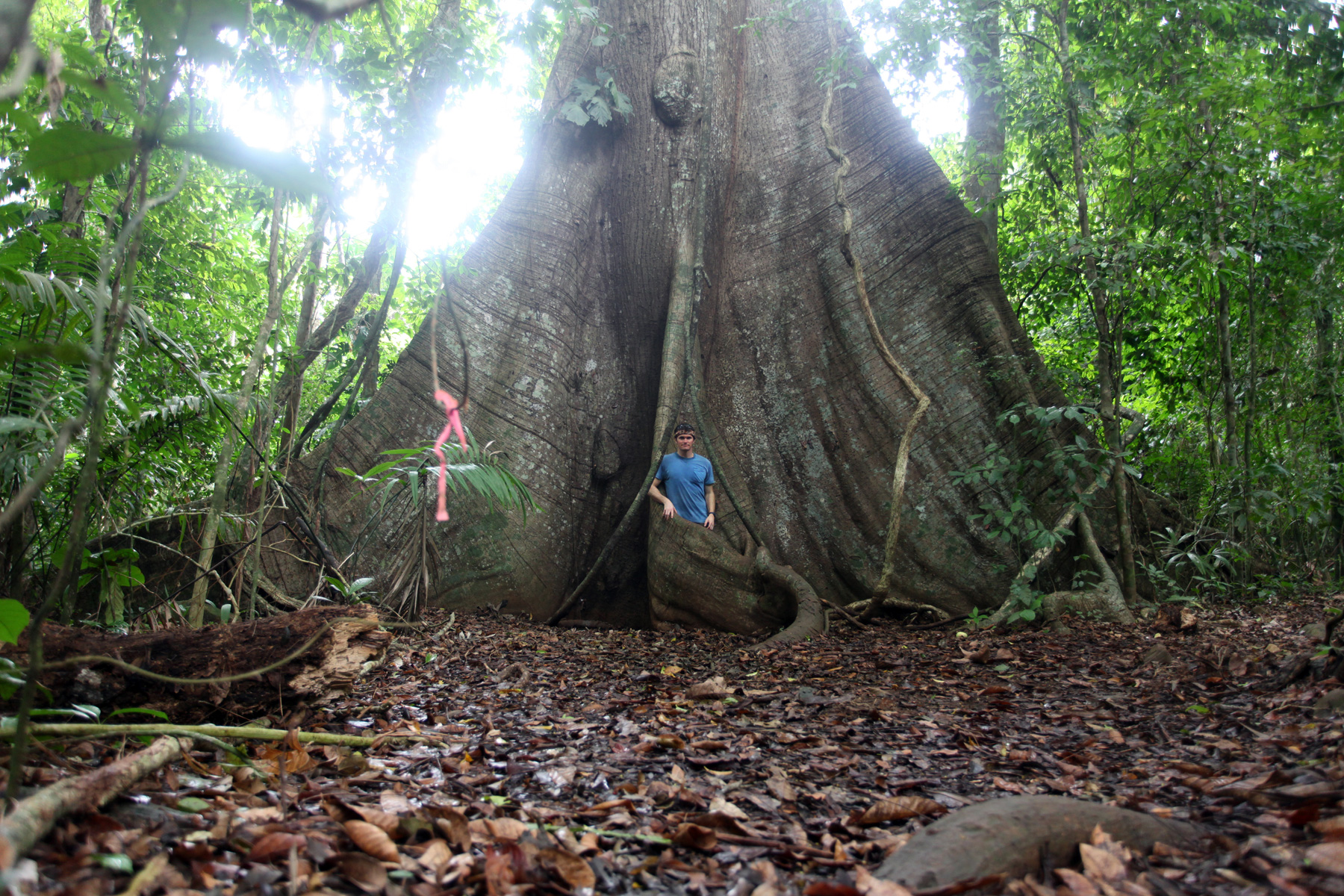 They like trees. Сейба дерево. Сейба дерево в джунглях фото. Giant Tree. Amazon Ormanlari.